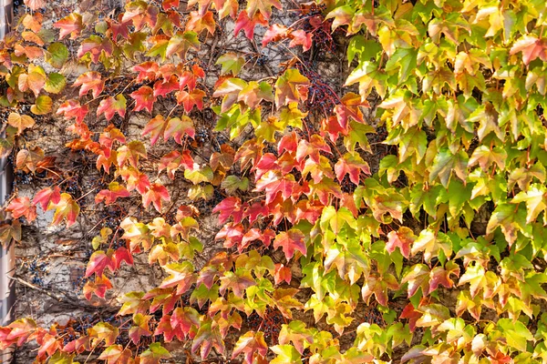 Orange and green leaves — Stock Photo, Image