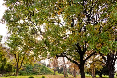 trees in park