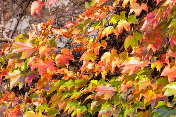 Orange und grüne Blätter — Stockfoto