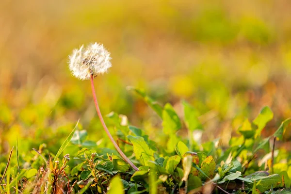 Diente de león — Foto de Stock