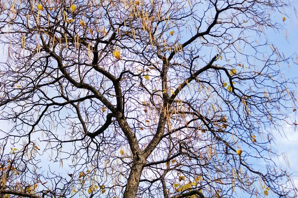 Bäume im Park — Stockfoto