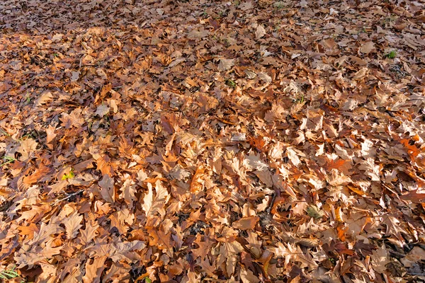 Folhas no parque — Fotografia de Stock