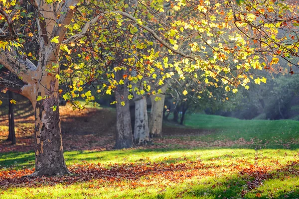 Träd i parken — Stockfoto