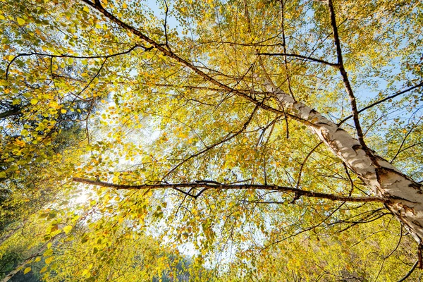 Bäume mit abgefallenen Blättern — Stockfoto