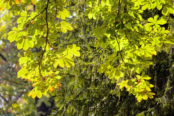 Feuilles dans le parc — Photo