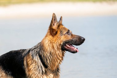 Alman çoban başı dışarıda gölün kenarında oturuyor. Köpeğin dostça görünüşü.