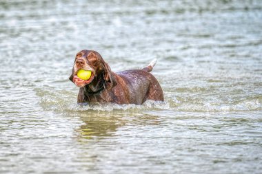 Ayrıntılı Alman Kısa saçlı İşaretçi. Köpek ağzında sarı bir tenis topuyla mavi gölde yüzer. Bir yaz günü boyunca.