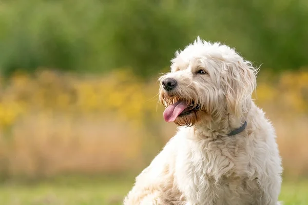 Labradoodle beyaz köpek kafası, çimenlere oturan köpek, arka planda sarı çiçekler ve sazlıklar. Kıvırcık saçlı beyaz köpek güneşte oturuyor.