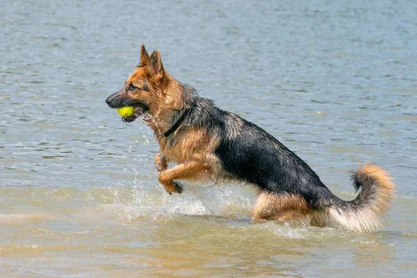 若い幸せなドイツの羊飼いは 水で遊んでいる 犬は湖に飛び込み 楽しそうに飛び込む 口の中の黄色いテニスボール — ストック写真