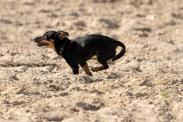 Jack Russell Terrier Springer Gul Sand Den Unga Brun Svarta — Stockfoto