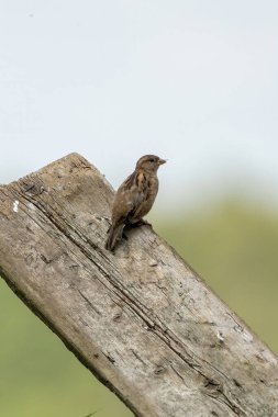Serçe yan taraftan görüldü. Kuş, arka planda mavi bir gökyüzü ağacı olan ahşap bir tahtanın üzerinde oturur. Boşluğu kopyala, seçici odak, bulanık