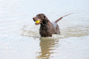 Ayrıntılı Alman Kısa saçlı İşaretçi. Köpek ağzında sarı bir tenis topuyla mavi gölde yüzer. Bir yaz günü, kuyruğu suyun üstündeydi..