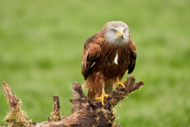 Kırmızı uçurtma, yırtıcı portre kuşu. Kuş kütüğün üstüne oturur, doğrudan kameraya bakar..