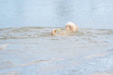 Labradoodle köpeği bir gölde kuyruğunu yüzdürüyor. Kıvırcık saçlı beyaz köpek, arkadan görülmüş. Sarı tenis topu mavi suda yüzer.