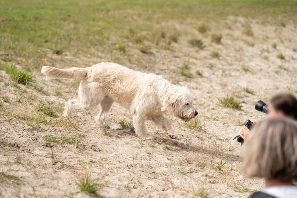 Labradoodle Dog Walks Curiously Sand Some Blurred Photographers Camera Lenses — Stock Photo, Image