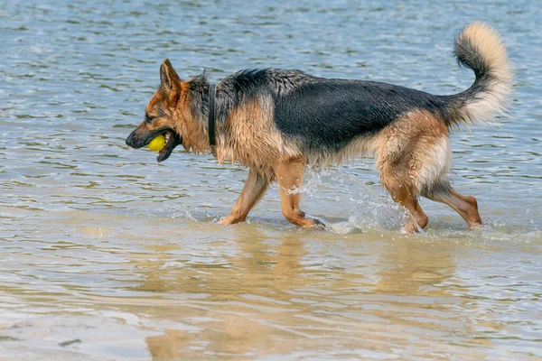 若い幸せなドイツの羊飼いは、水で遊んでいる。犬は湖に飛び込み、楽しそうに飛び込む。口の中の黄色いテニスボール — ストック写真