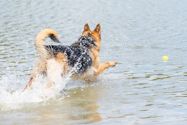 若い幸せなドイツの羊飼い 大きなスプラッシュで水の中に飛び込む 犬は飛び込み 喜んで湖に飛び込む 口の中の黄色いテニスボール — ストック写真