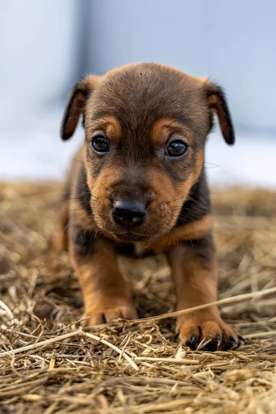One Month Old Brown Jack Russell Stands Pack Hay Out Royalty Free Stock Images