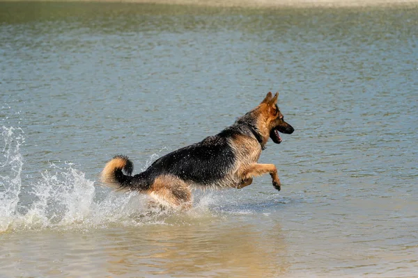 若い幸せなドイツの羊飼い 大きなスプラッシュで水の中に飛び込む 犬は飛び込み 喜んで湖に飛び込む — ストック写真