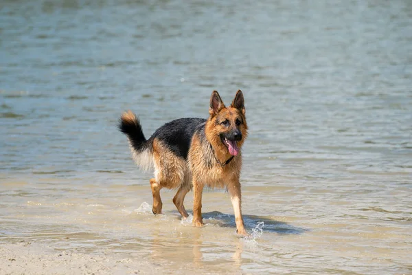 若い幸せなドイツの羊飼いは 水の端を歩く 犬は楽しそうに湖を歩いている — ストック写真
