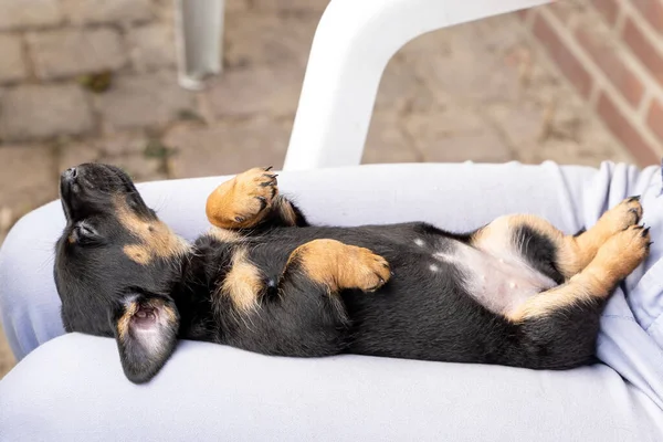 Bir aylık kahverengi brindle Jack Russell bir kadının kucağında sırt üstü uzanıyor. - Köpek uyuyor. Güneşin altında ilk kez. Hayvan Temaları, Seçici Odaklanma.