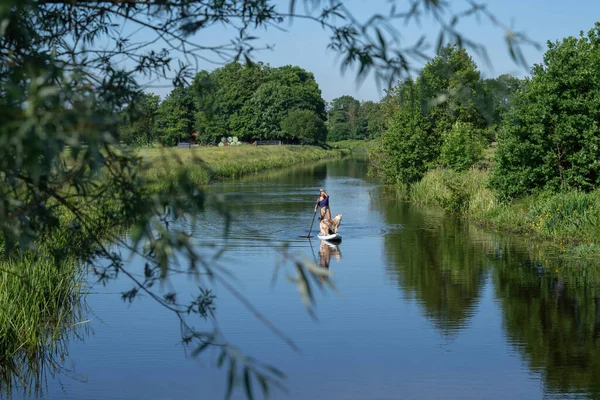 Egy Napbarnított Pólóban Bikini Alsóval Deszkán Két Német Juhászkutyával Táblán — Stock Fotó