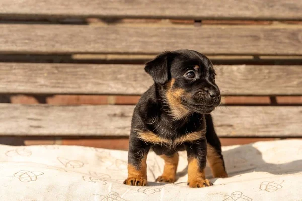 Miesiąc Brązowy Szczeniak Jack Russell Stoi Drewnianej Ławce Ogrodowej Raz — Zdjęcie stockowe