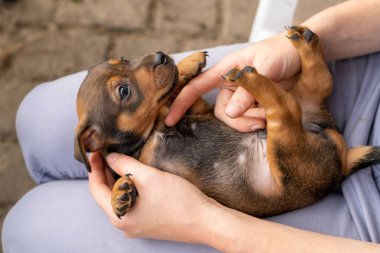 Bir aylık kahverengi brindle Jack Russell bir kadının kucağında yatıyor. Köpeğin yumuşak karnını okşar. Güneşin altında ilk kez. Hayvan Temaları, Seçici Odaklanma, Görüntü.