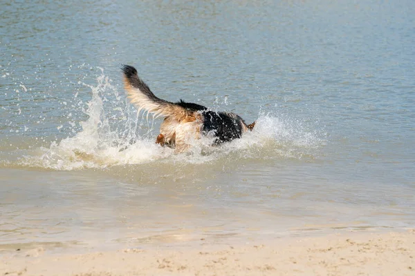 Joven pastor alemán feliz, jugando en el agua. El perro salpica y bucea felizmente en el lago — Foto de Stock