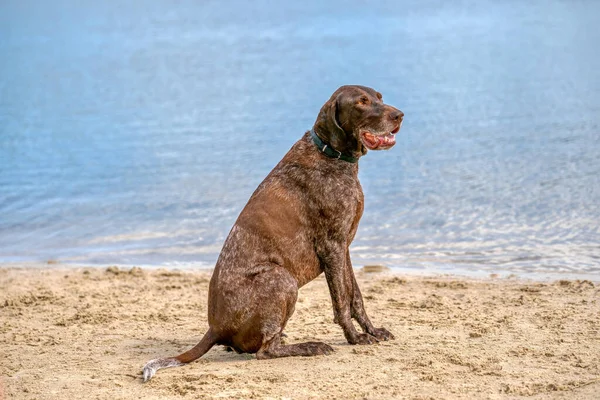 Niemiecki Krótkowłosy Pointer Pies Gsp Siedzi Plaży Jeziora Letni Dzień — Zdjęcie stockowe