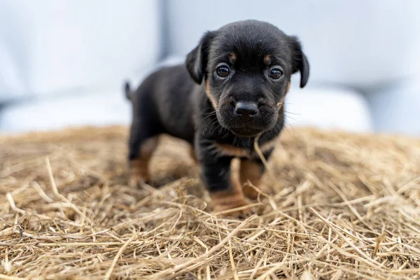 Der einen Monat alte braune Jack Russell steht auf einer Packung Heu. Zum ersten Mal dabei: Animal Themes, Selective Focus, Blur — Stockfoto