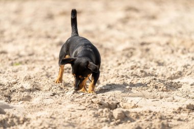 Jack Russell Terrier yeşil çimlerde koşuyor Genç Jack Russell Terrier sarı kumda kokluyor. Genç kahverengi-siyah köpek güneşte parlıyor. Ön görünüm, boşluğu kopyala.