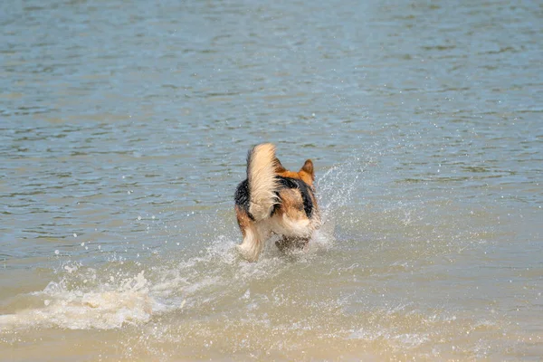 Genç mutlu Alman çoban köpeği, suda oynuyor. Köpek su sıçratır ve mutlu bir şekilde göle atlar. Arkasını gördüm..
