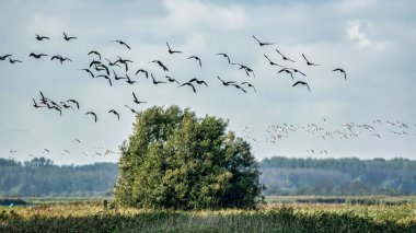 Bir Barnacle kaz sürüsü, Branta lökosis, mavi gökyüzünde uçuyor. Sonbaharda çimenlerin ve sazlıkların üzerinde. Kendi habitatlarında.