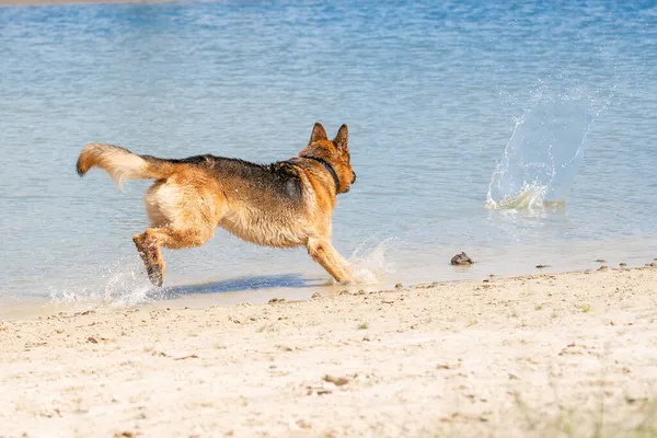 若い幸せなドイツの羊飼いは 水で遊んでいる 湖の中で犬が飛び跳ねる — ストック写真