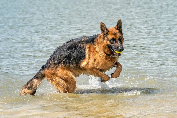 若い幸せなドイツの羊飼いは 水で遊んでいる 犬は湖に飛び込み 楽しそうに飛び込む 口の中の黄色いテニスボール — ストック写真