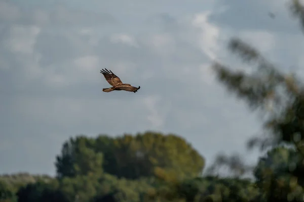 秃鹰展翅飞翔 天空壮观而壮观 动物主题 模糊和选择焦点 — 图库照片