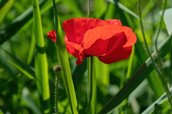 Дика Макова Квітка Розмитому Фоні Зеленої Трави — стокове фото