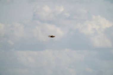 Kanatları açık uçan şahin, olağanüstü, mavi ve gri gökyüzü. Bulutlar, bir hayvan, arka plan, hayvan teması.