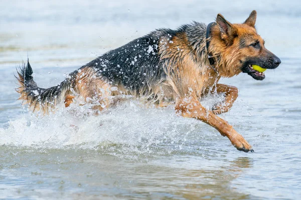 若い幸せなドイツの羊飼い 大きなスプラッシュで水の中に飛び込む 犬は飛び込み 喜んで湖に飛び込む 口の中の黄色いテニスボール — ストック写真