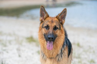 Alman çoban başı dışarıda gölün kenarında oturuyor. Köpeğin dostça görünüşü.