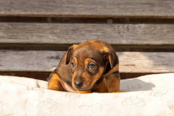 One month old brown Jack Russell puppy sitting on a wooden garden bench. Out in the sun for the first time. Animal Themes, pillow, Selective Focus, Blur — Stock Photo, Image