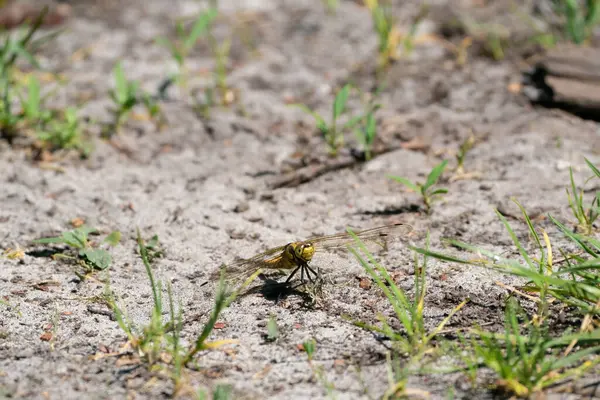 Kleurrijke Libel Een Zandpad Kijkt Recht Camera Gedetailleerd Hoofd Geïsoleerd — Stockfoto