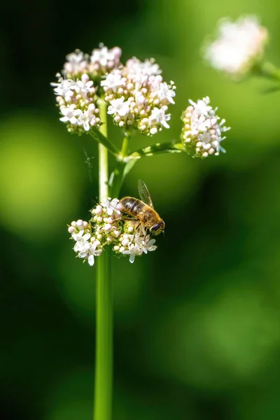 Abeille Miel Recueillant Pollen Des Fleurs Blanches Fond Vert Doux — Photo