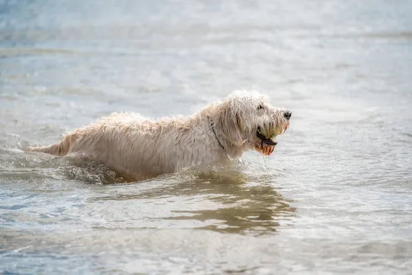 Labradoodle Kutya Játszik Tóban Fehér Kutya Úszik Vízben Sárga Labda Stock Kép