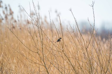 Şarkı söyleyen kuş, Reed Bunting bir dalda oturuyor. Sarı sazlıklar ve çalılıklarda siyah başlı küçük bir kuş..