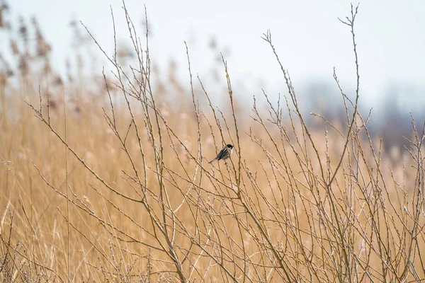 Singvogel Rohrammer Auf Einem Ast Sitzend Kleiner Vogel Mit Schwarzem — Stockfoto