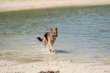 Genç mutlu Alman çoban köpeği, suyun kenarında yürüyor. Köpek gölde mutlu bir şekilde yürüyor. Ağzında sarı tenis topu