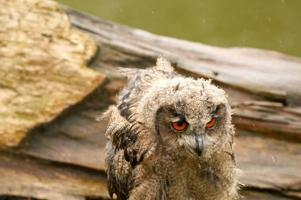 Wild Eurasian Eagle Owl Head Inglés Sienta Afuera Tronco Árbol — Foto de Stock