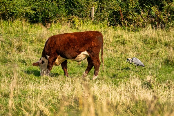 Una Garza Gris Detallada Encuentra Detrás Una Vaca Marrón Salvaje — Foto de Stock